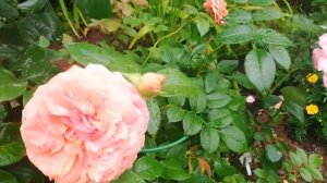 Роза Мария Терезия. Обзор