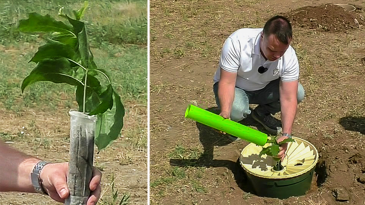 На пустыре высадили саженцы дубов смотреть онлайн