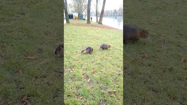 Водяные Полёвки 2 #meme #bts #lol #2023 #kapibara смотреть онлайн