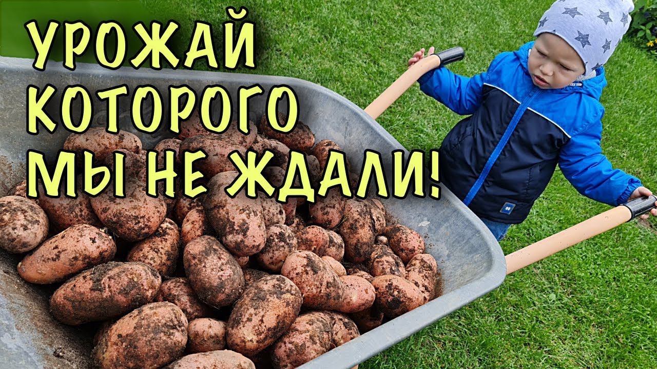ТАКОГО урожая МЫ НЕ ОЖИДАЛИ! Весной посадили КАРТОФЕЛЬ по УНИКАЛЬНОЙ смотреть онлайн