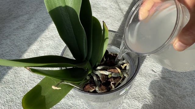 Всего 2 столовые ложки ваших цветов всегда зеленые и свежие! смотреть онлайн