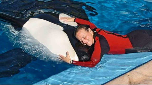 Почему касатки не нападают на людей смотреть онлайн