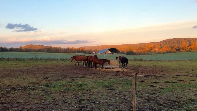 В ЧЁМ вообще ВОПРОС ? Ну и что делать-то будем? А? // Жизнь во Франции смотреть онлайн