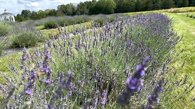 Lavender Farm Tour|| চলুন ঘুরে আসি ল্যাভেন্ডার ফুলের ফার্ম থেকে।। #banglavlog #lavenderfarm #আমেরিক