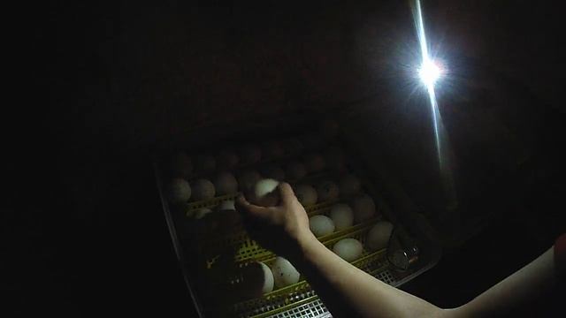 Овоскопирование яиц. смотреть онлайн