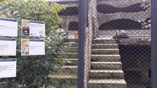 Московский Зоопарк 2021 Жираф,тапир,хищники,птицы,фламинго и другие зверюшки ???? Часть 2 Moscow Zo смотреть онлайн