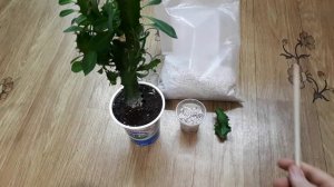 Как укоренить молочай. Молочай акруренсис