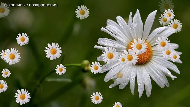 Ромашка белая Переходы Proshow Producer смотреть онлайн