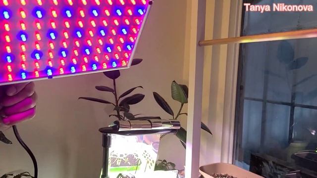 Фитолампы. На какой высоте фитолампа должна находиться над рассадой? Какие фитолампы лучше?