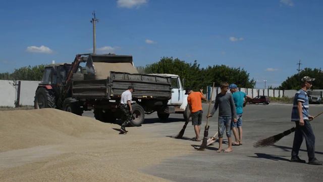 На зернотоке агрофирмы "Нармонка" во время уборки озимых смотреть онлайн