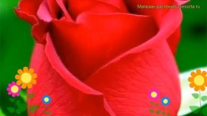 Роза чайно-гибридная Ред Самурай. Краткий обзор, описание характеристик Red Samourai