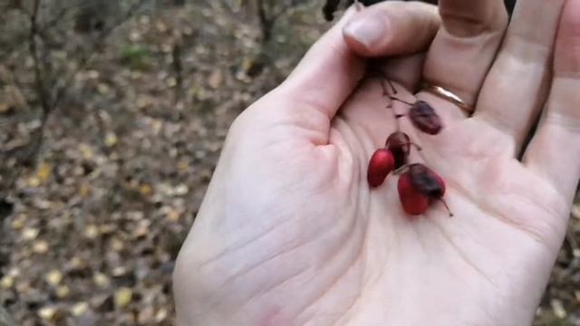 Собираем барбарис с малышами смотреть онлайн