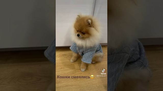 Кошки смеялись, говорили, что я не собака, что я на свинюху похож смотреть онлайн