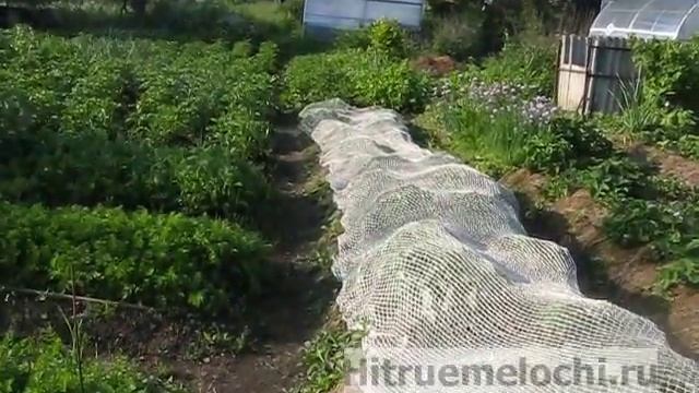 Защита клубники от птиц смотреть онлайн