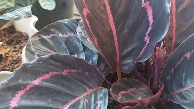 CALATHEA FASCIATA || BLACK LIPSTICK || ORNATA || STROMATA || CALATHEA BAMBU || CALATHEA TRICOLOR