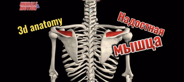 3d anatomy. Надостная мышца.