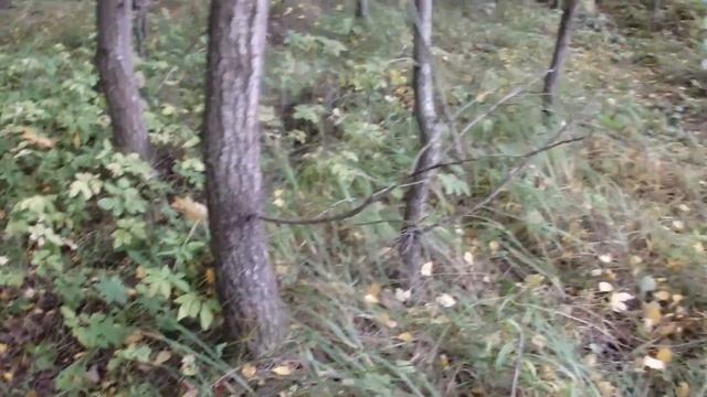 Осень грибная смотреть онлайн
