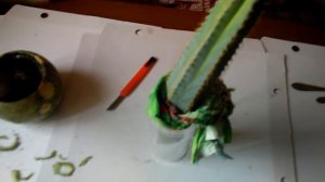 Как разрезать и укоренить кактус