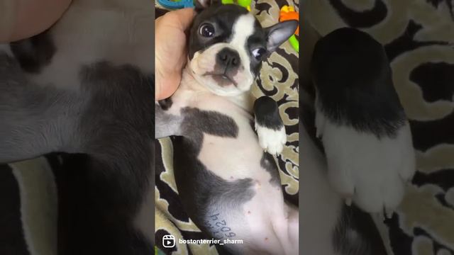 щенки бостон терьера купить в москве и московской области #bostonterrier #бостонтерьер смотреть онлайн