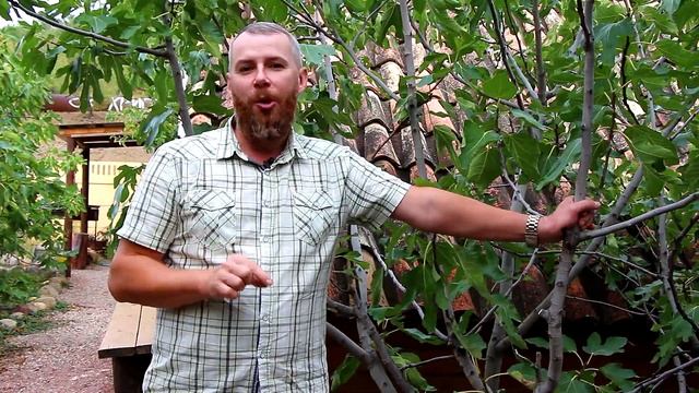 О крымских растениях в Библии | #ИНЖИР - смоковница | смотреть онлайн