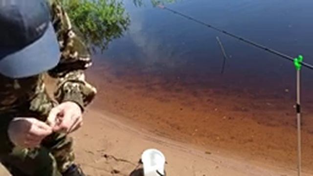 Рыбалка на Березине на Фидер. Разведка нового места смотреть онлайн