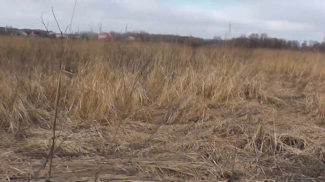 Лось в городе. Пытаюсь спасти, он мне сказал Спасибо. Спасение лося. Спасение животных. смотреть онлайн