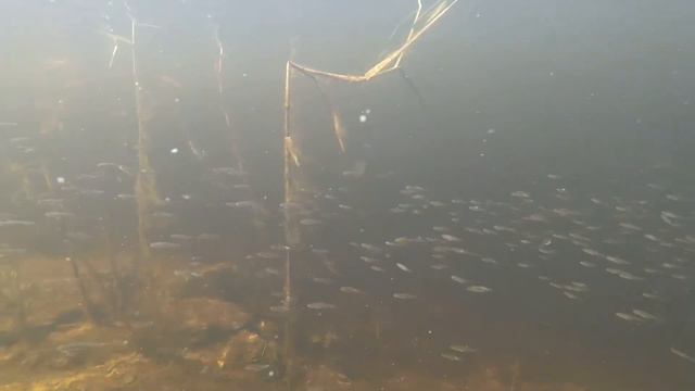 Молодь рыб. Часть 3 смотреть онлайн