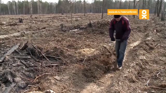 Неделя леса 2019. ГЛХУ "Брестский лесхоз" смотреть онлайн