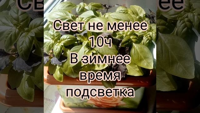 Базилик выращиваем дома? смотреть онлайн