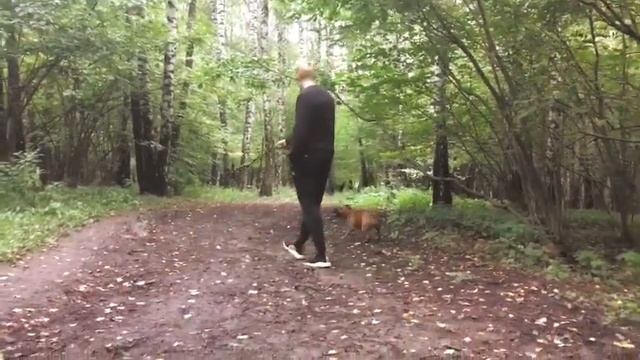 Стаффордширский бультерьер Лея:) смотреть онлайн