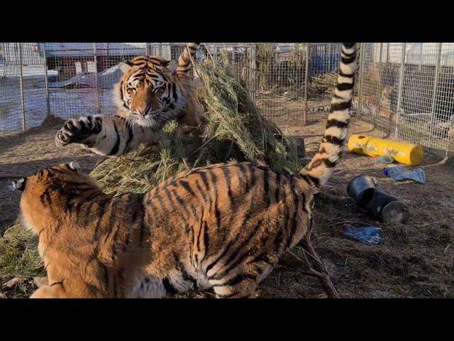 шалаш для Тигров / Hut For Tigers