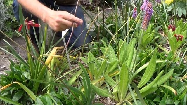 Chaîne jardinage: Dichelostemma ida maia: Taille et entretien: Vivace bulbeuse смотреть онлайн