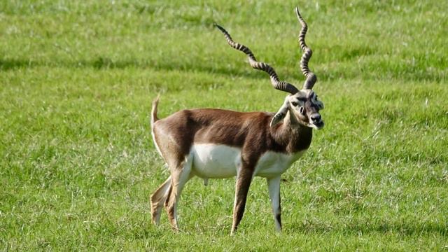 TOP 10 Fastest Animals in Africa - Fastest Wildlife Runners In Africa смотреть онлайн