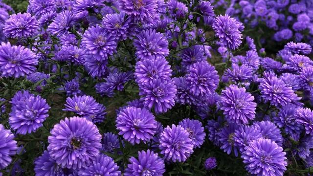 Обзор Астры новобельгийской - Шоумекерс Лавендер (Showmakers Lavender) 2021 г. | Кубаньсад смотреть онлайн