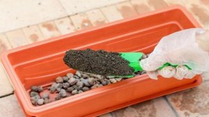 Выращивание редиса на подоконнике