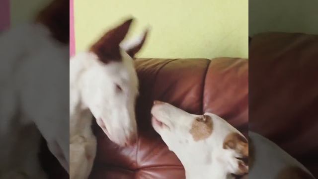 Странные ласки поденок. Поденко ибиценко смотреть онлайн