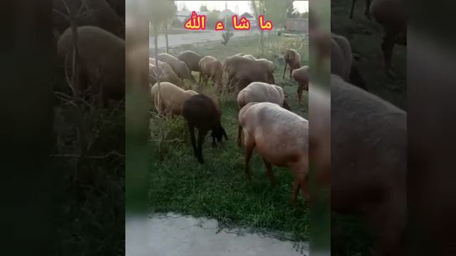Арашанские овцы | Хозяйство Ишена Кайдулатова Иссык-куль.обл | Арашан койлору смотреть онлайн