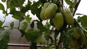 Очень интересный сорт томатом "Гуливер". Всем рекомендую