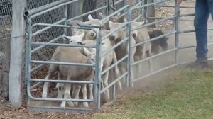 собаки лучшие пастухи овец