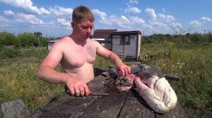 Рыбалка ? ЖУТЬ! ЧТО В ЖЕЛУДКЕ У СОМА? ВОТ ЧЕМ ПИТАЕТСЯ СОМ! НАШЁЛ В ЖЕЛУДКЕ СОМА! СЛАБЫМ НЕ СМОТРЕТ