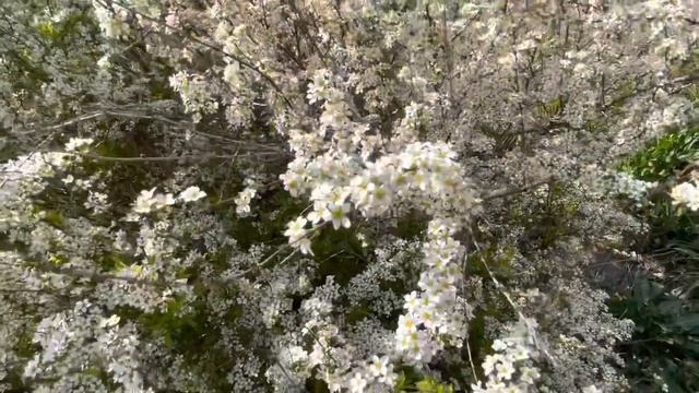 КОРЕЯ. ЦВЕТЁТ ПОТКОТ / ЦВЕТУЩАЯ ВИШНЯ смотреть онлайн