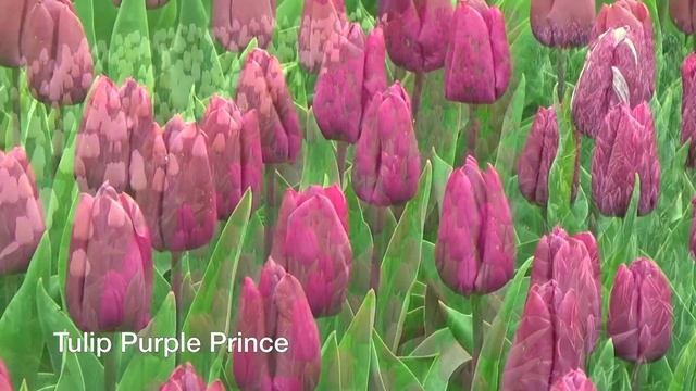 Tulip Purple Prince - Tulip Bulbs From Holland