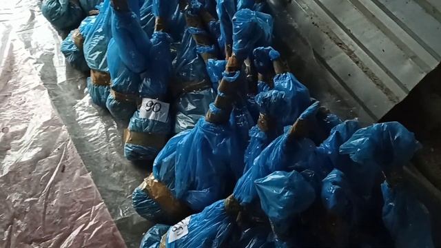 ФУНДУК осень 2020. Отправка САЖЕНЦЕВ+РЕКОМЕНДАЦИИ смотреть онлайн