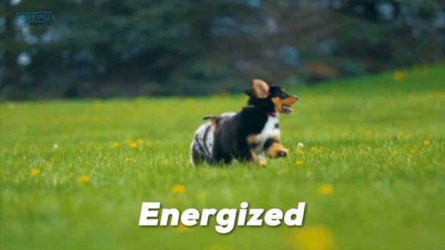 Best Budget Dog Bed For You Dog - A Perfect Comfort And Coziness For Your Furry Friend смотреть онлайн