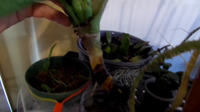 Aloe Vera Rescue And Help Dying Cactus!!!! смотреть онлайн