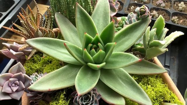 How to Care for Echeveria agavoides 'Martin's Hybrid' смотреть онлайн