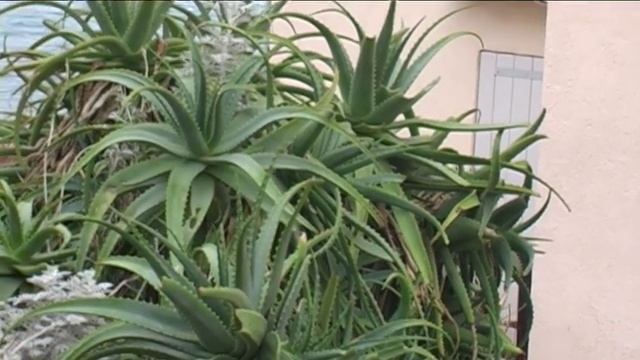 Test canon XM2 смотреть онлайн