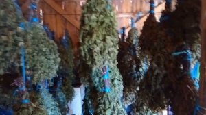 Баня как хранить веники для бани