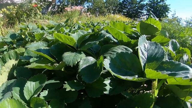 Как ухаживать за клубникой после сбора урожая , чтобы урожай был больше. смотреть онлайн