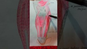 Голеноподколенный канал Canalis Cruropopliteus/ Верхний и Нижний Мышечно-Малоберцовый Канал / ТАиОХ